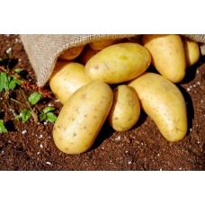 Как надежно защитить картофель от вредителей и парши.